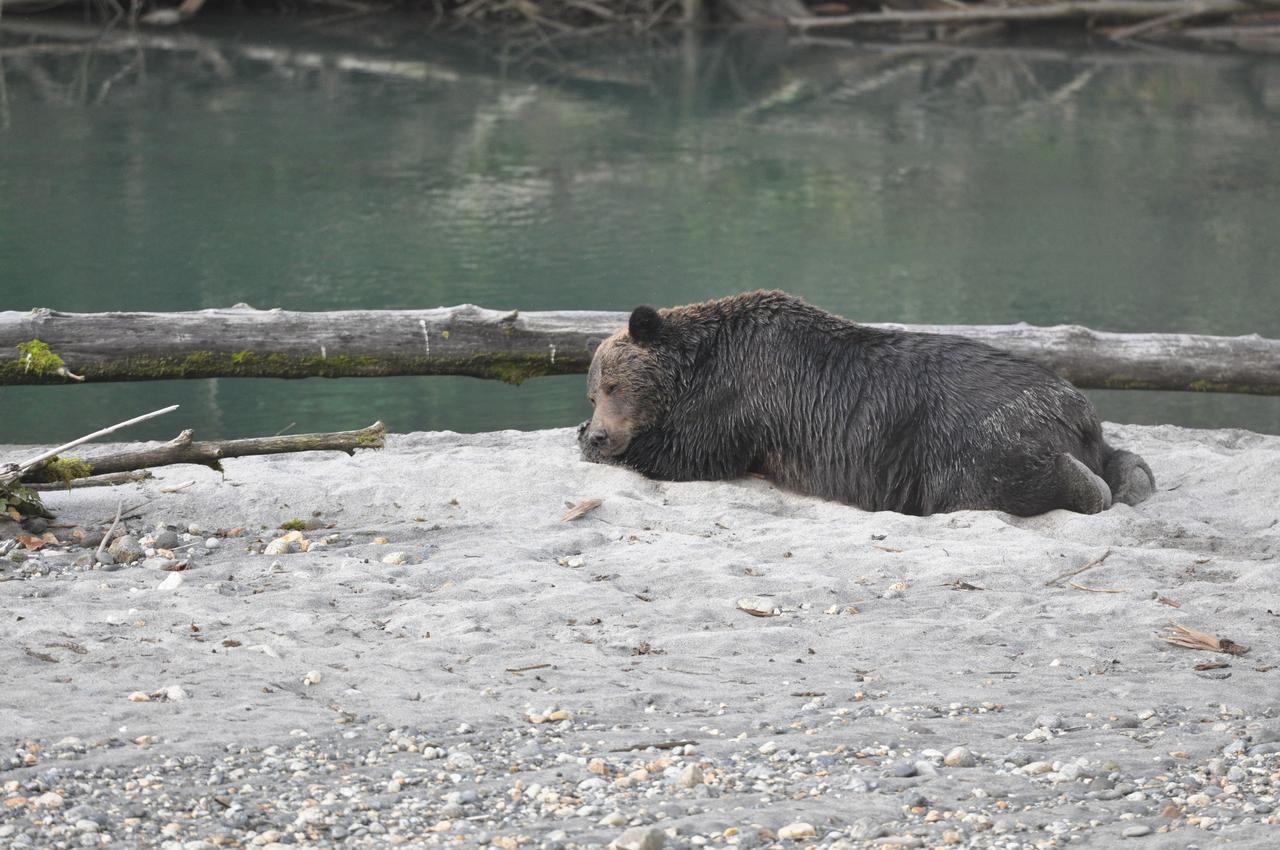 Homfray Lodge Desolation Sound ภายนอก รูปภาพ